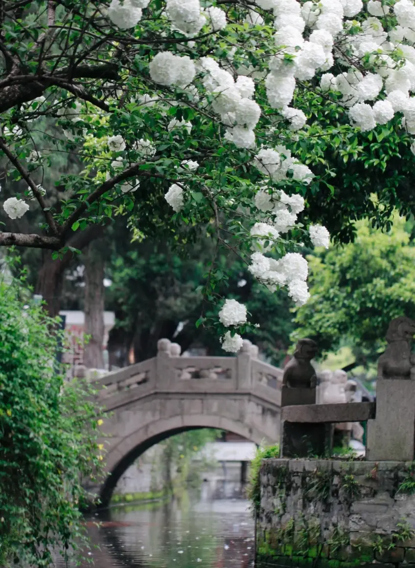 總統府煦園繡球花石拱橋水面豎圖示意