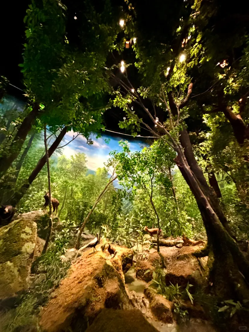 浙江自然博物院森林生態展廳豎圖