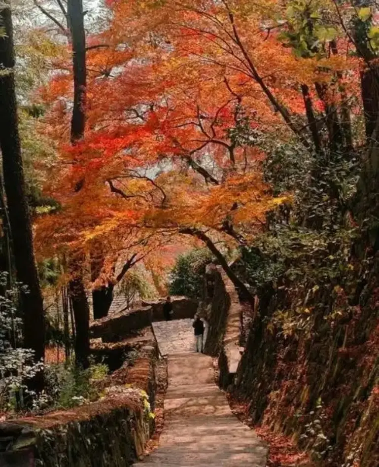 湖州山野秋日红枫覆盖石阶步道