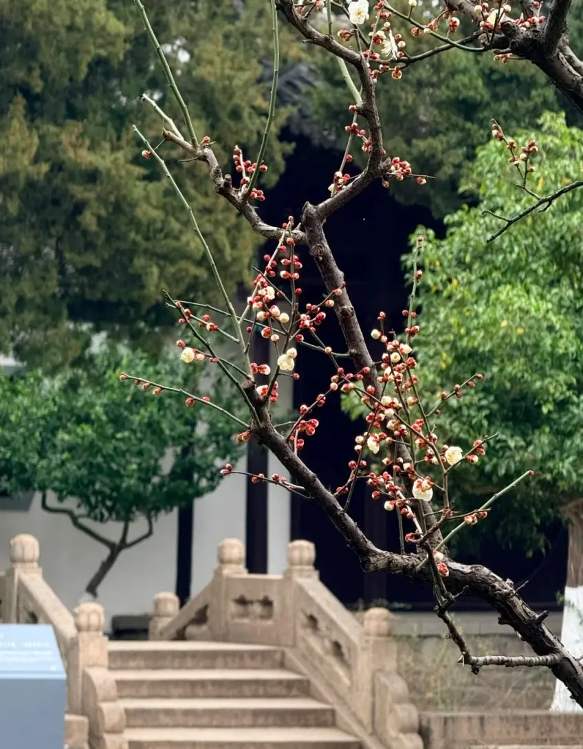 紅白梅花枝條近景示意冬梅
