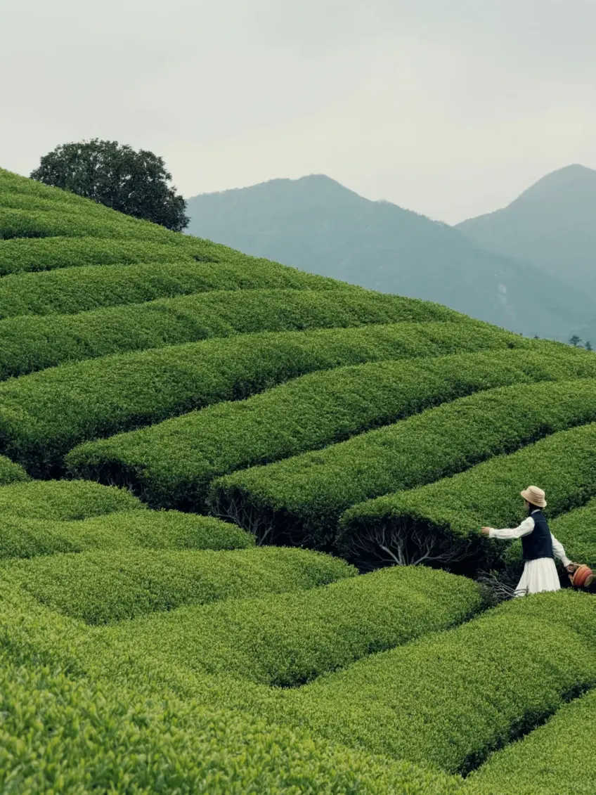 浙江茶園梯田採茶場景豎圖