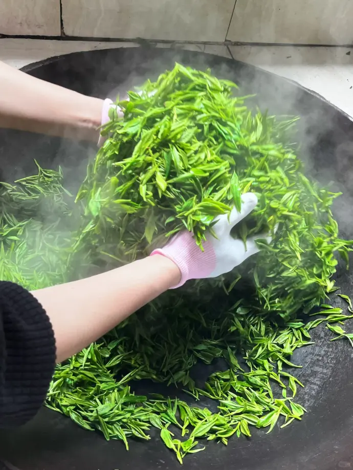 茶园采茶