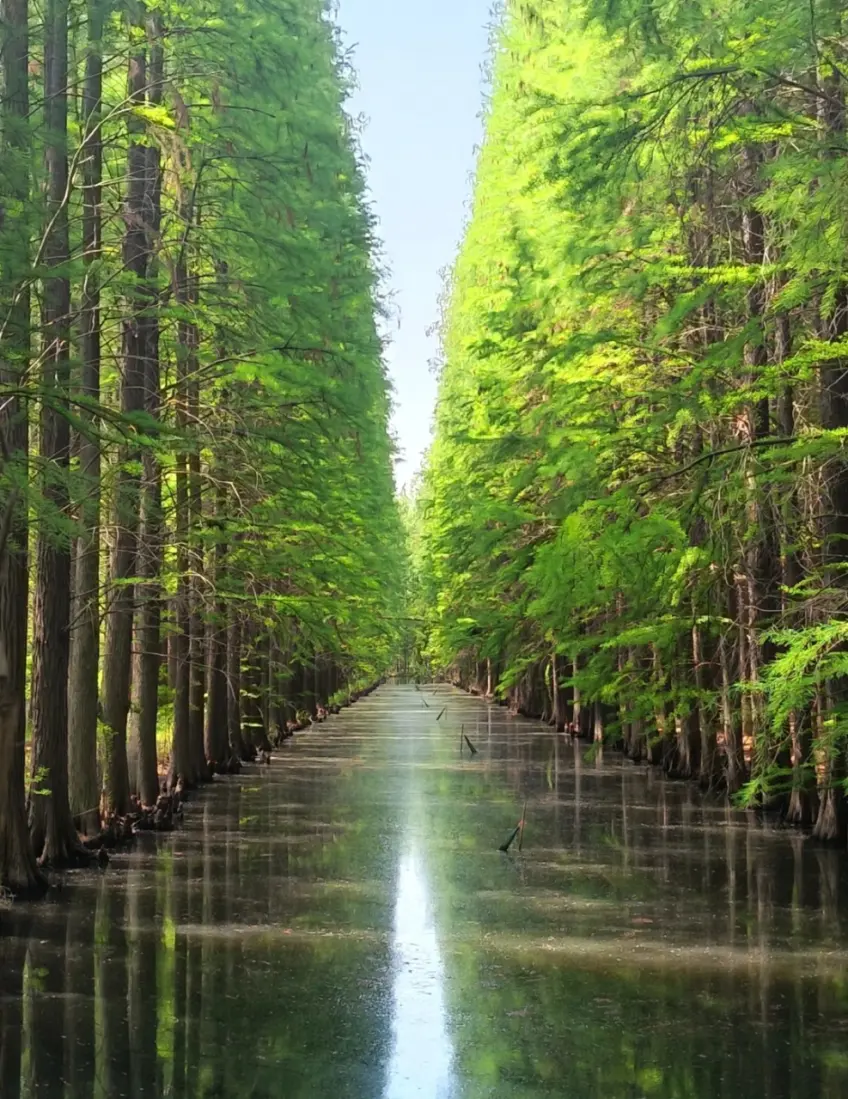 金湖水上森林水道豎圖