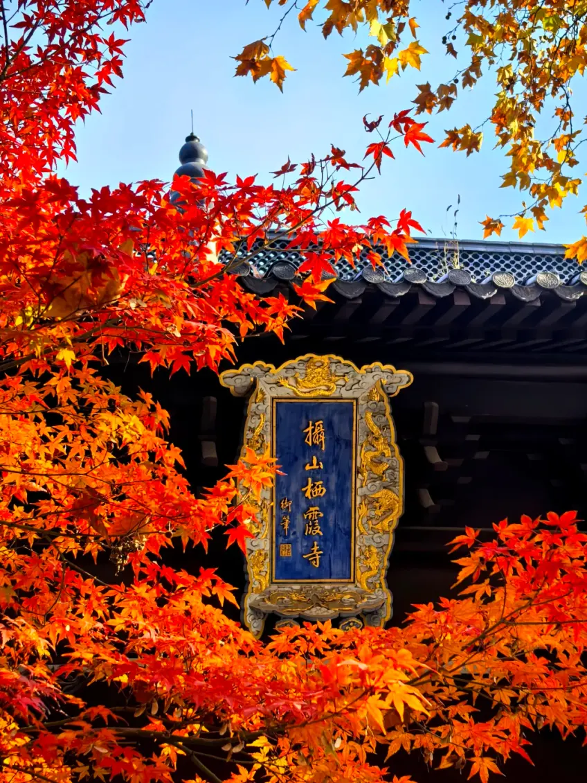 栖霞寺匾额与满树红叶竖图