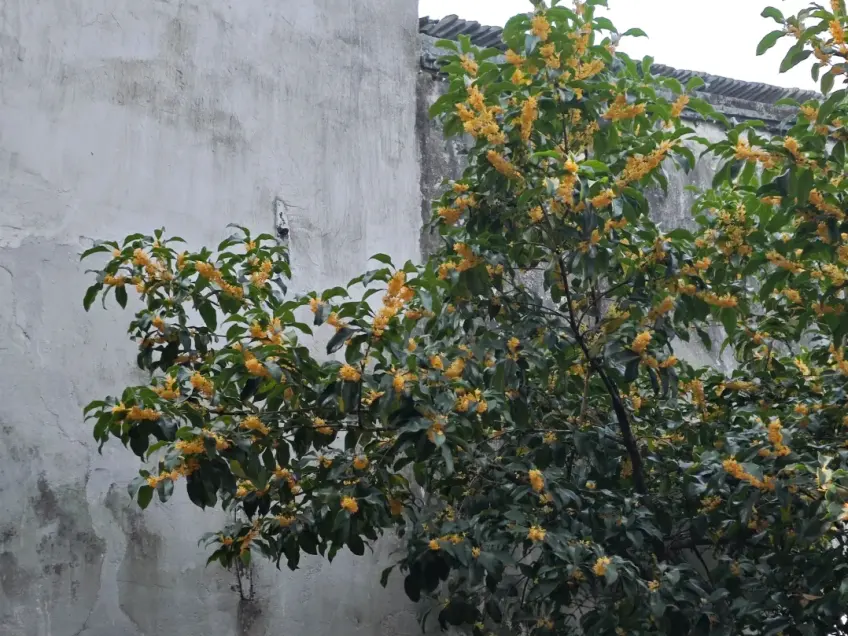 桂花树贴墙与传统瓦檐秋色