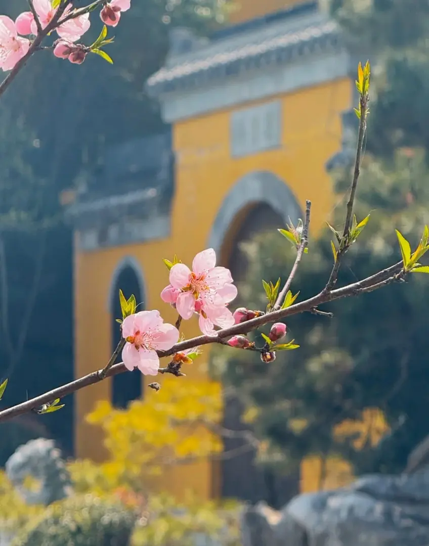 寺院黄墙前粉桃近景与绿叶新芽