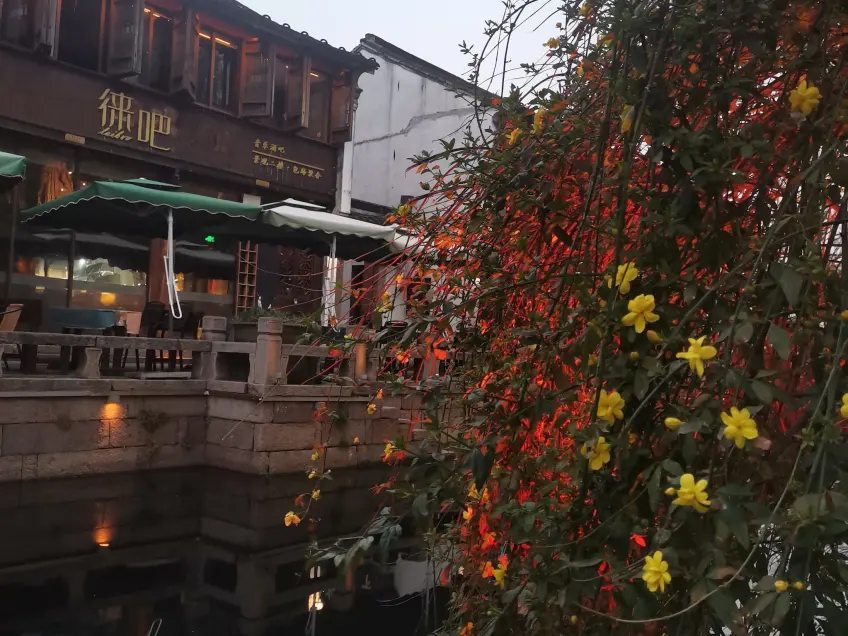 月河黄昏黄花与临河灯火店面