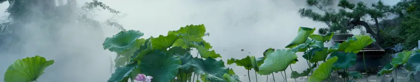 个园荷花
