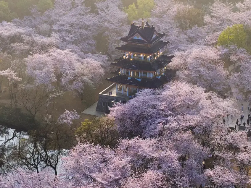 无锡鼋头渚樱花湖面与宝塔