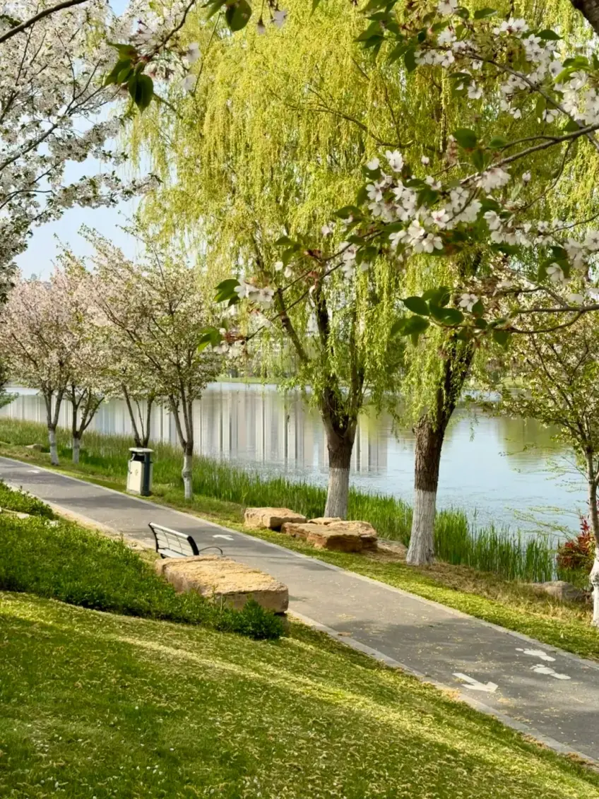 古黃河溼地公園林木與步道