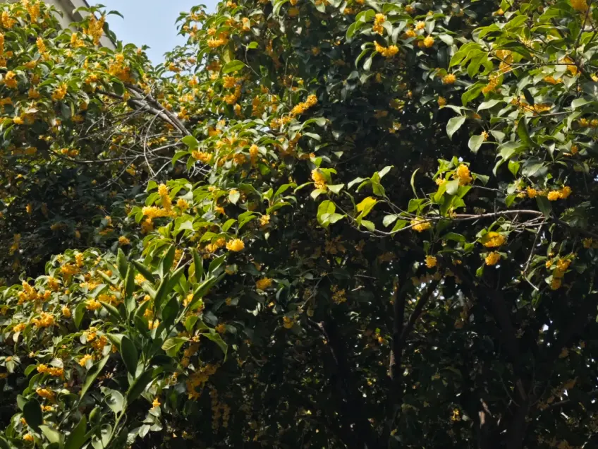 桂花树金黄花朵与绿叶近景