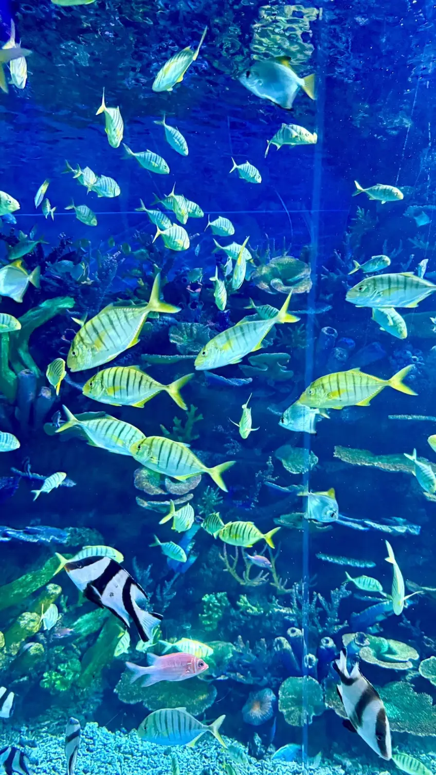 展缸內熱帶魚群與珊瑚礁佈景