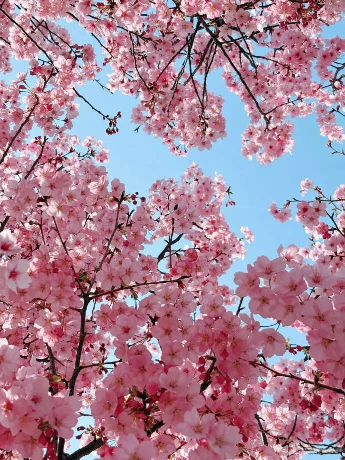 嘉兴凤桥梅花洲