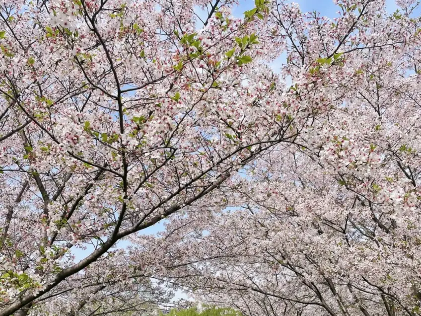 嘉兴植物园樱花与大草坪实景