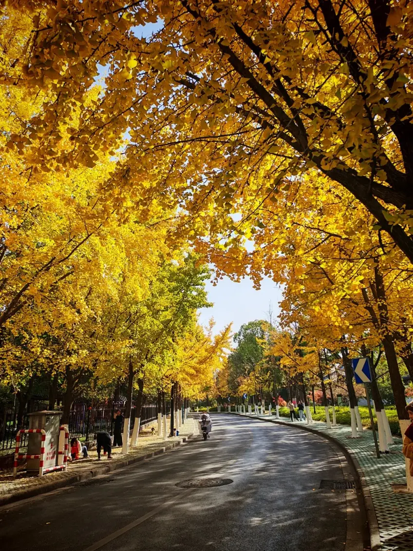 嘉兴市区三塔路银杏金黄隧道