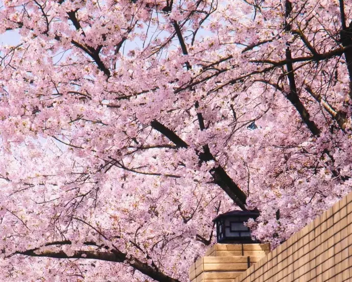 嘉兴赏花