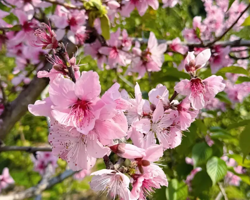 嘉兴凤桥镇粉色桃花近景特写