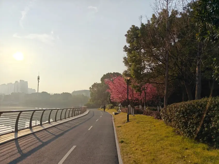 凌公塘滨水绿道樱花与远岸楼影