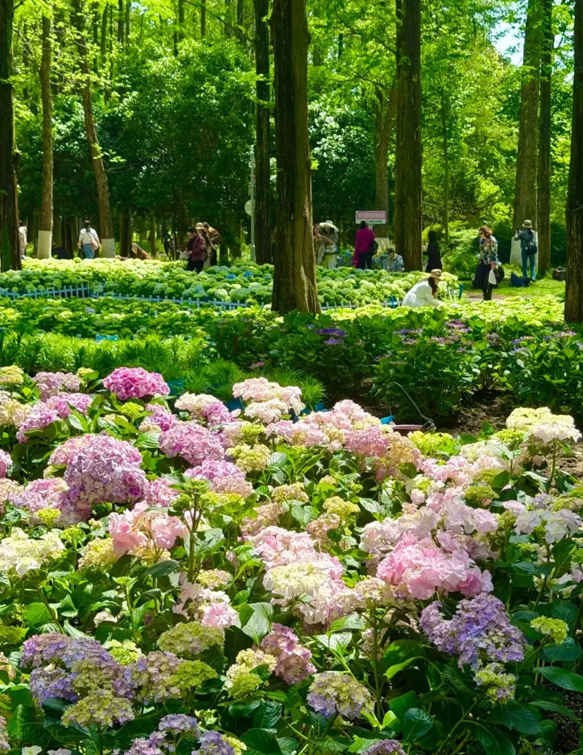 中山植物園繡球花海與水杉樹林