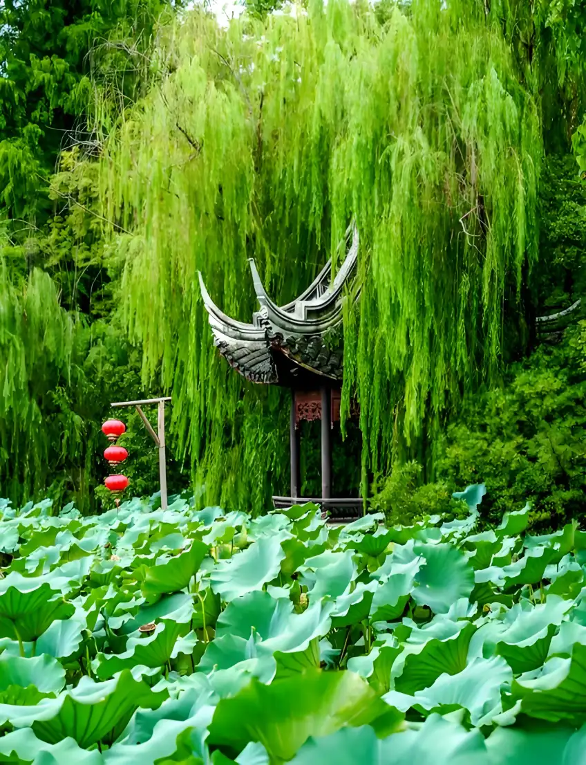 小蓮莊荷葉柳樹與亭角