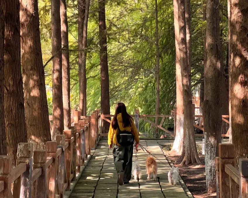 湘家荡林间木栏步道女子遛犬背影