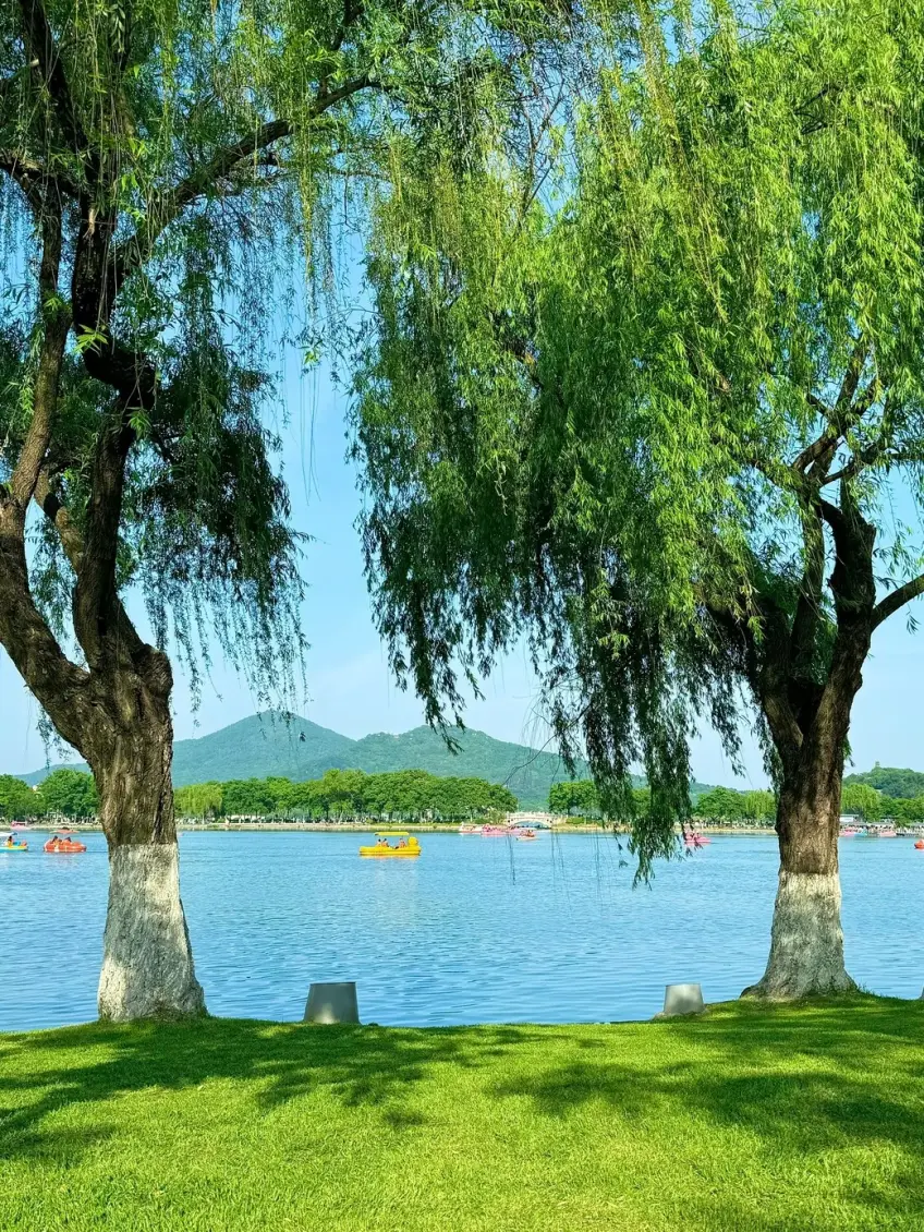 柳樹框景下的玄武湖面