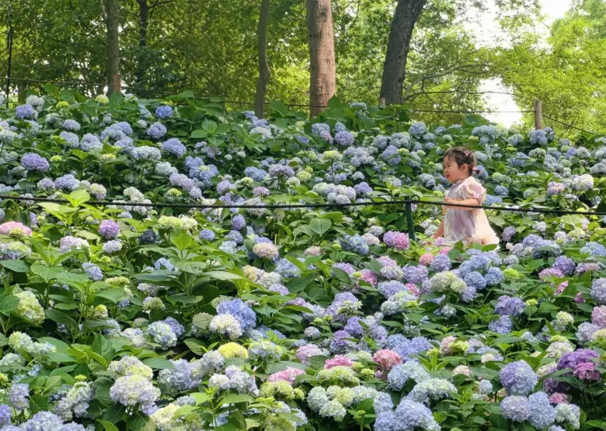 中山植物園繡球花田中的孩童