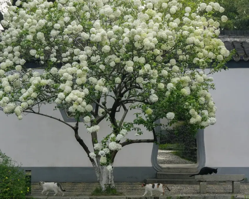 南京总统府庭院绿植与古建