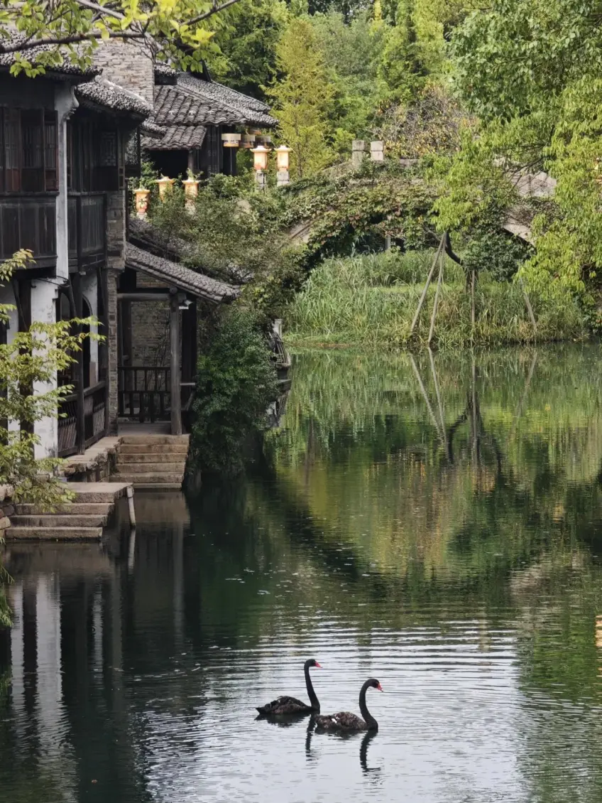 两只黑天鹅游过临水老屋与石桥