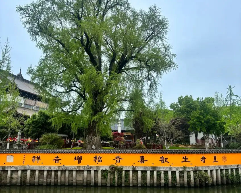 嘉兴临水橙墙祝福字与后方古树