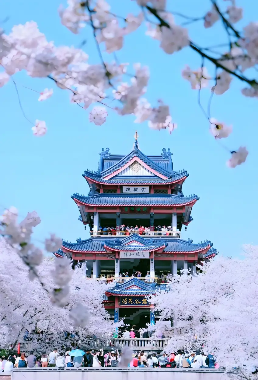 黿頭渚賞櫻樓櫻花遊客豎圖