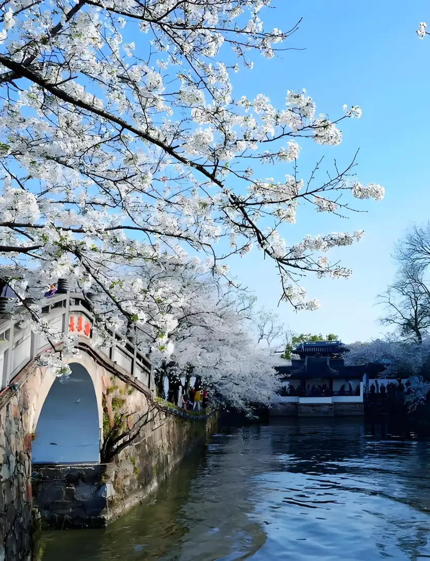 黿頭渚長春橋櫻花與湖面豎圖