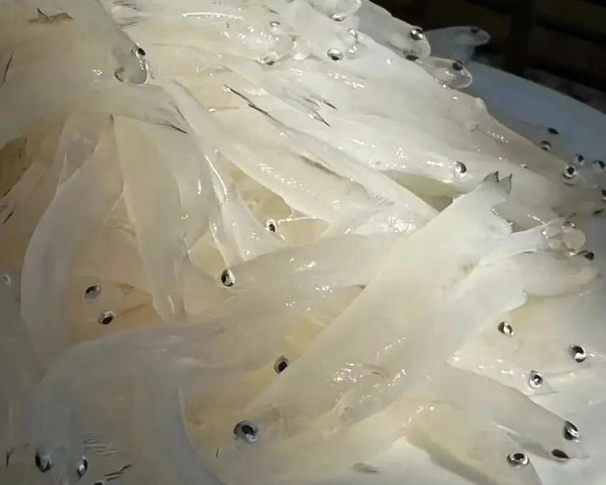 生鮮銀魚透明魚身堆盤近景