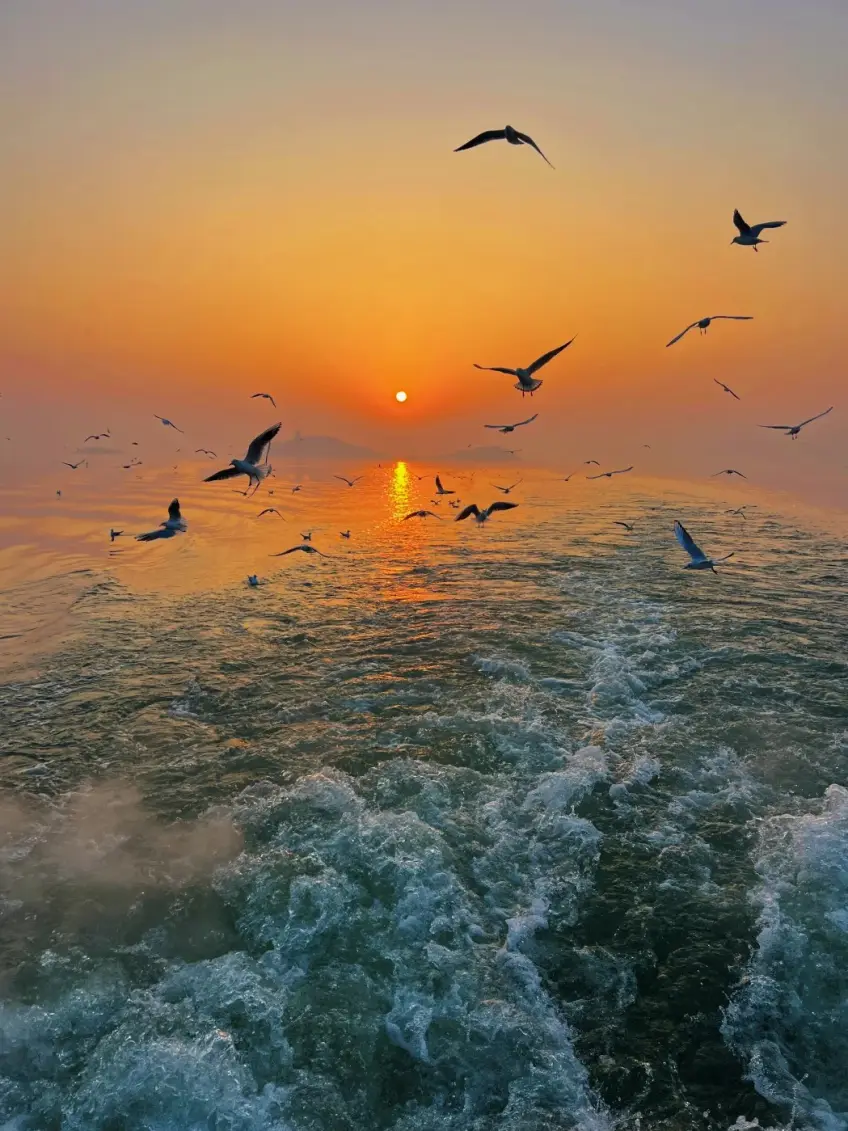船尾浪花前景太湖落日與飛鷗群