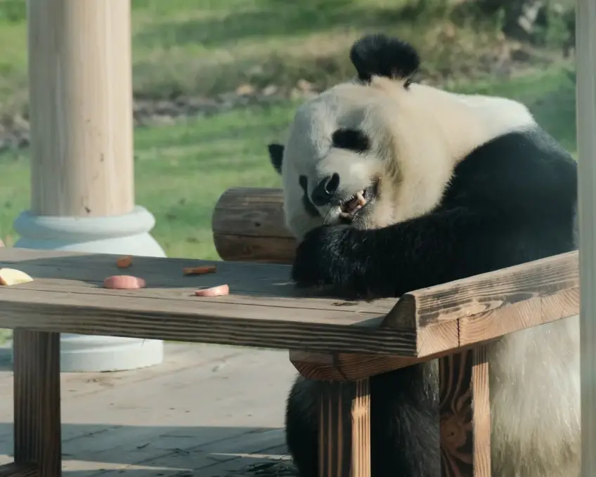 無錫動物園大熊貓休息近景
