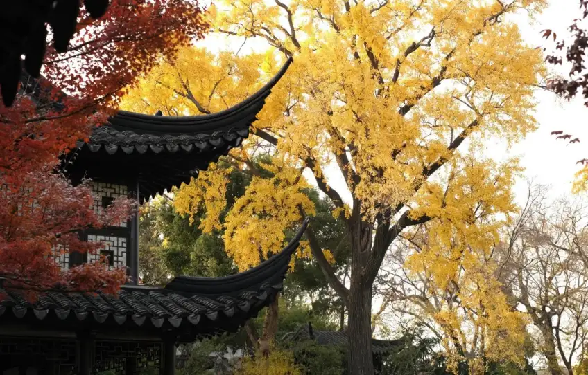 留園秋日銀杏金葉與紅楓映飛簷