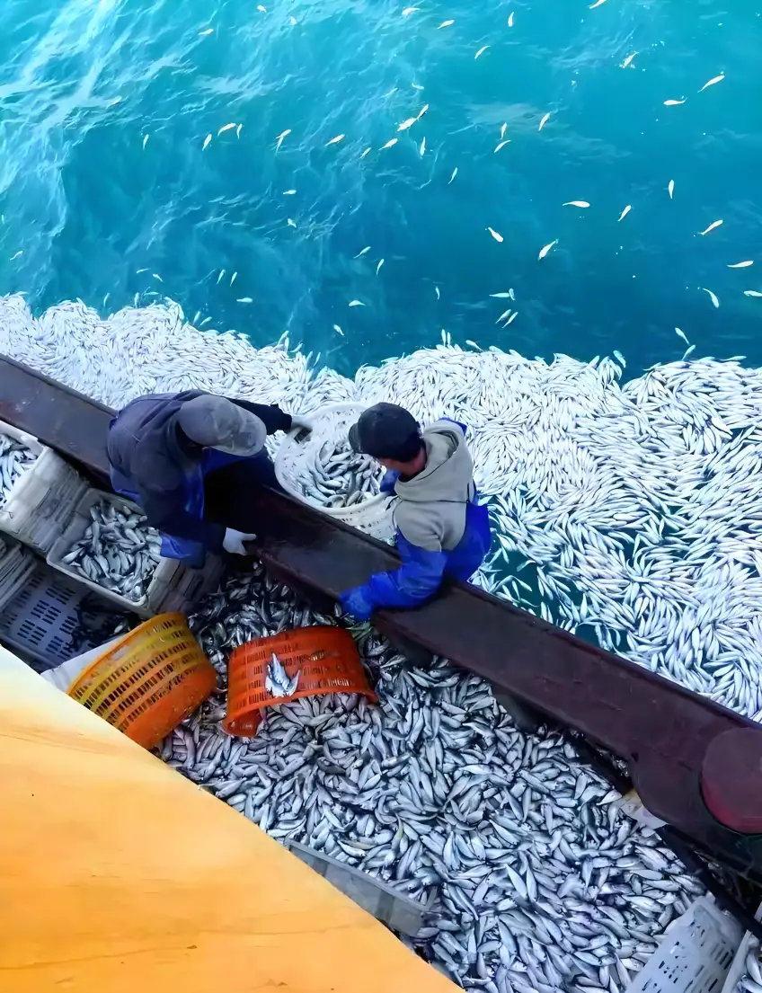 舟山漁船甲板銀魚豐收
