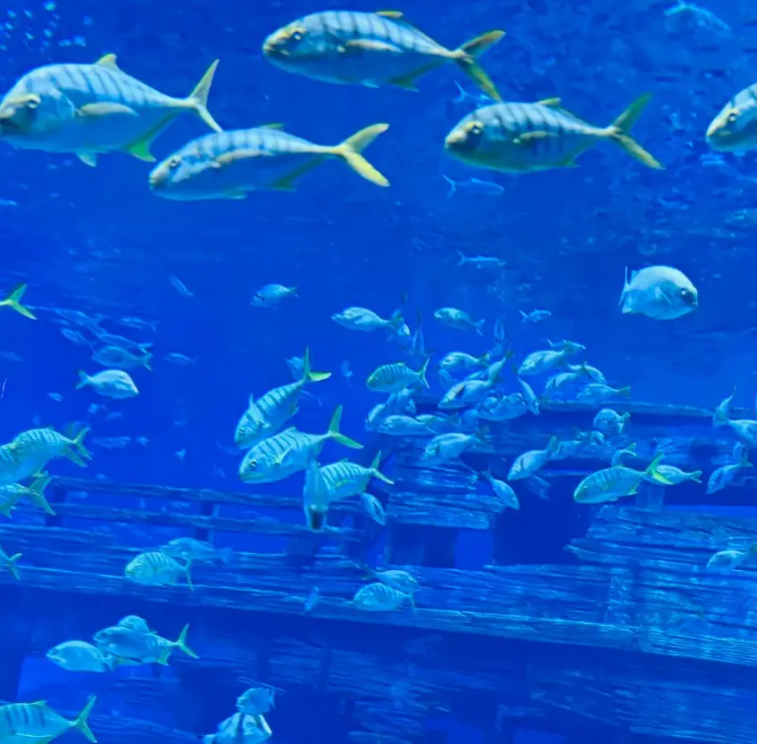 融創海世界深藍水槽中成群游魚