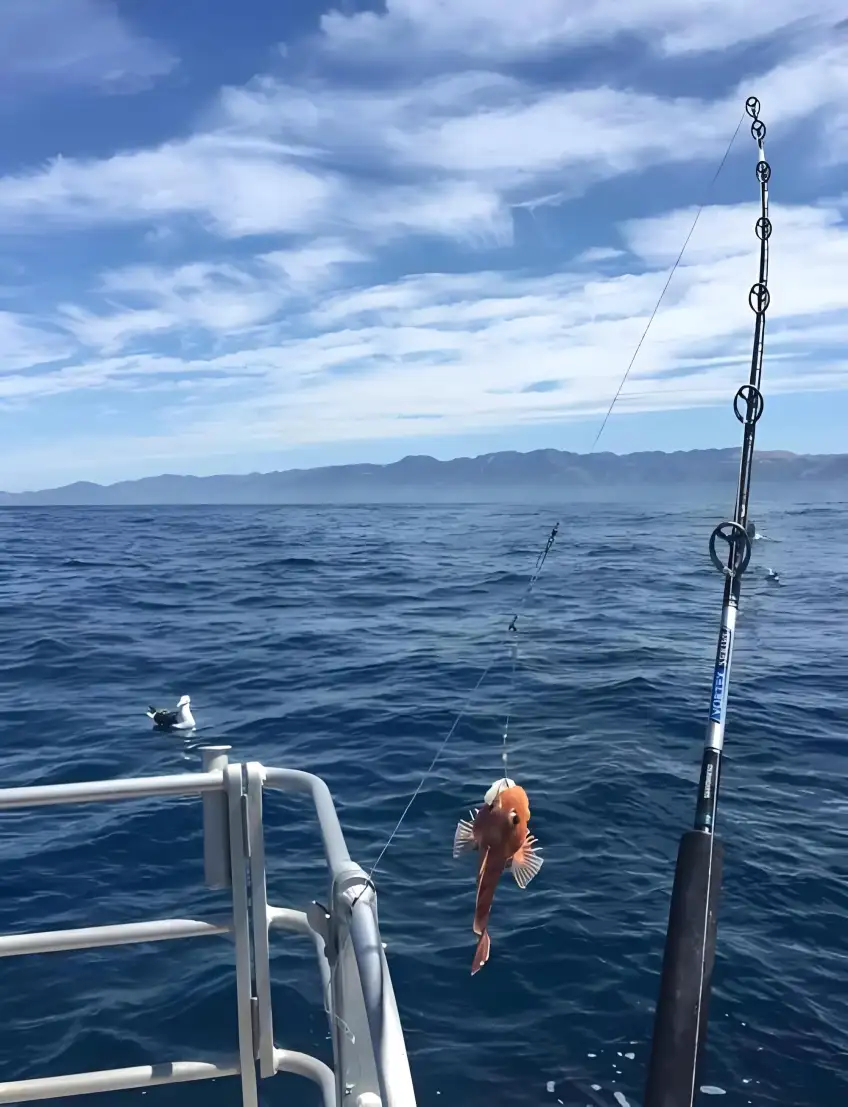 東極島海釣橙紅魚獲出水瞬間
