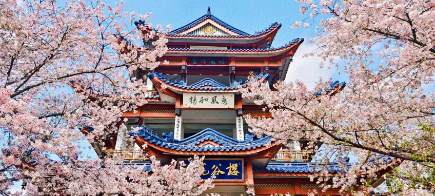 黿頭渚櫻花穀日間樓臺與櫻花