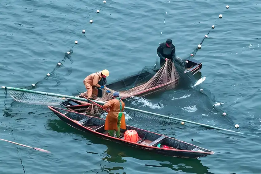 漁民兩船合力收網銀魚跳出水面