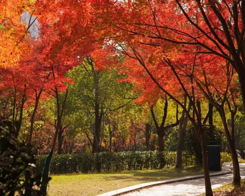 秋日紅楓小徑落葉與石路