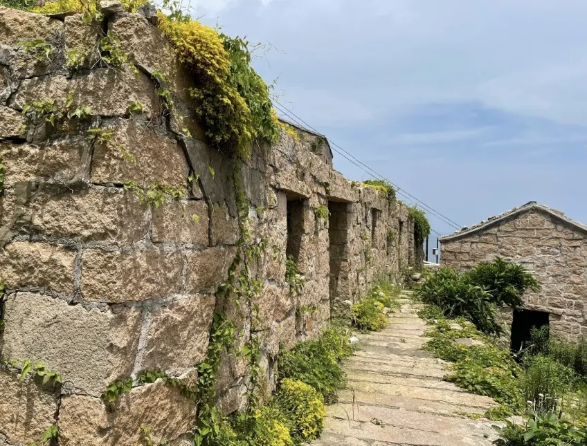 石屋黃花藤蔓與石板小徑近景