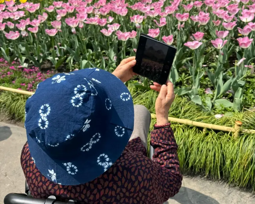 長輩坐輪椅用手機拍攝粉色花壇