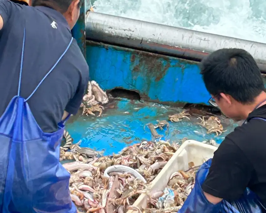 碼頭現捕魚蝦裝入塑膠筐景