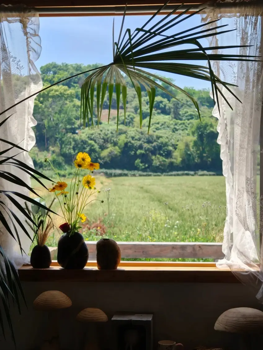 窗臺黃花與窗外田野青山實景