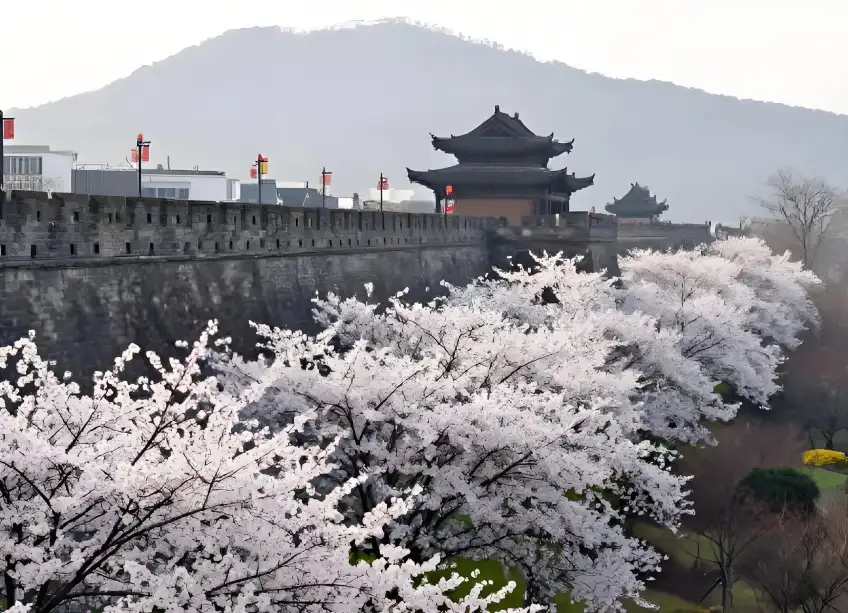 南京城牆步道綠樹與遠處紫峰大廈