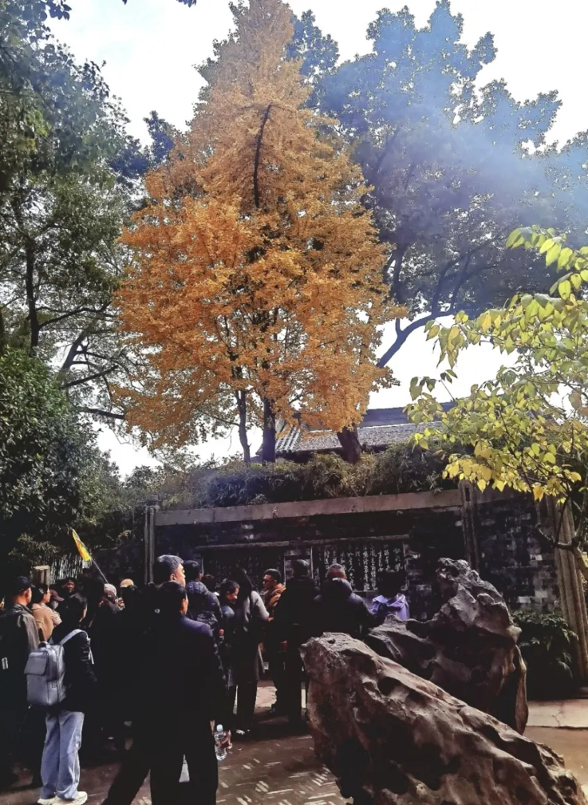 沈園銀杏金黃樹冠下游客與太湖石