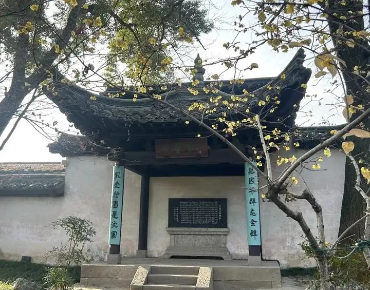 半壁亭旁臘梅枝頭盛開近景