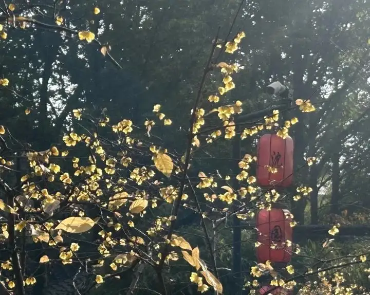 半壁亭廊柱旁臘梅枝條近景